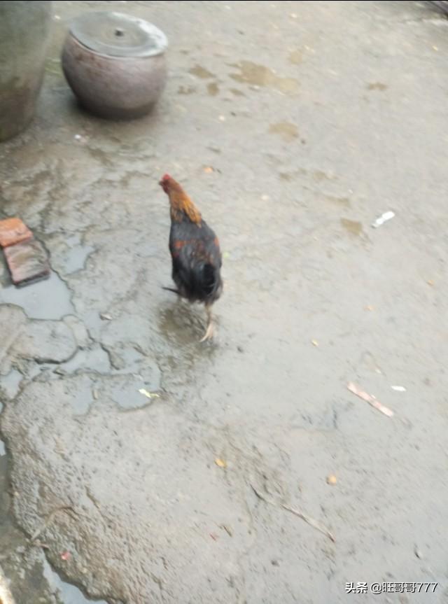 为什么有些农村人养的鸡在家里或者院子里拉屎了都会铲柴木灰去盖一下再扫干净？