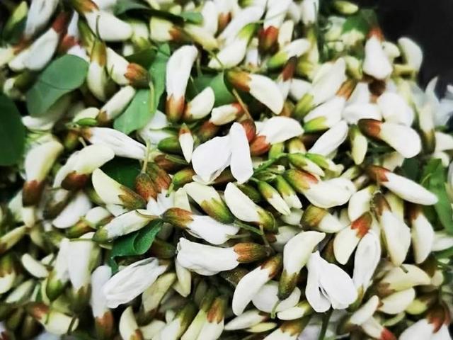 洋槐:洋槐树 过去的人们为什么爱采食洋槐花？你吃过洋槐花吗？