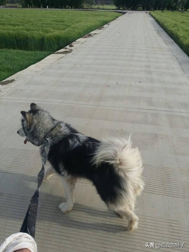 母狗:送走小狗，母狗会怎么样？