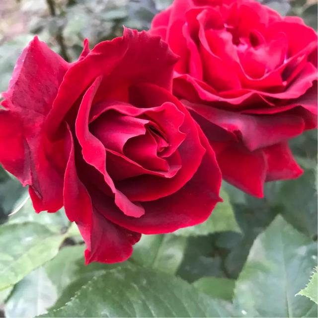 最香的几款月季品种是什么？插图23