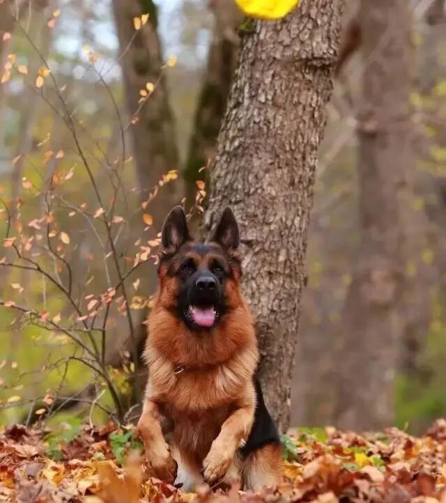 德国边界牧羊犬怎么画:为什么德牧能当军警犬，而边牧不行？