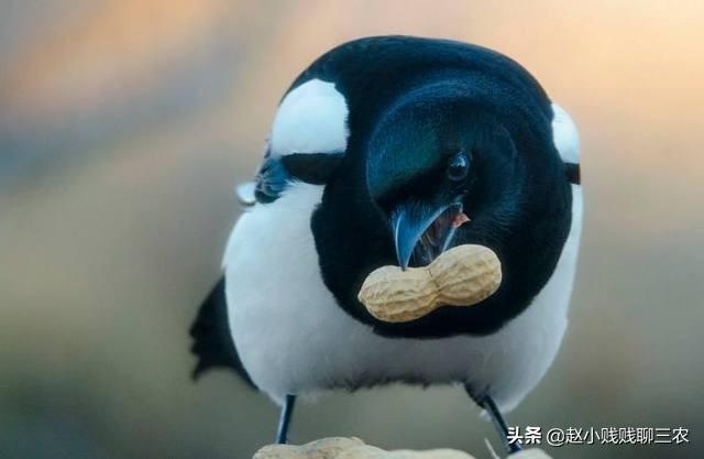 苏拉威西黑地老虎百科:请问现在如何应对喜鹊破坏庄稼？