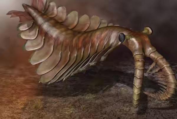 2亿年前物种仙女虾是什么虾，皮皮虾是远古霸主奇虾的后代吗？