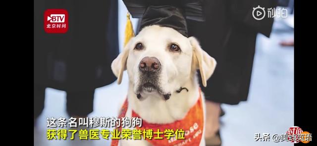 哈尔滨狗博士:哈尔滨女博士为流浪狗建泳池被说爱心泛滥，这事你怎么看？