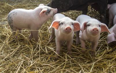 猪病防治网32:最近生猪价格下跌明显，你认为受哪些因素影响的？