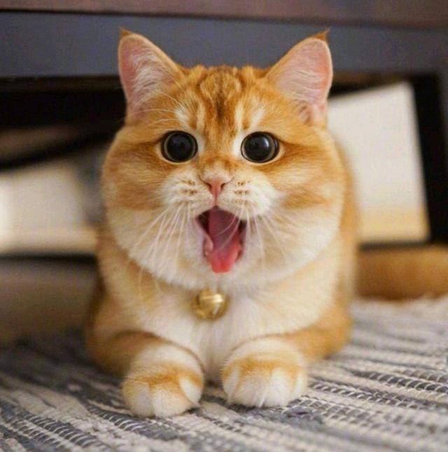 怀孕家里养猫注意事项:因为怀孕我家猫咪还可以养吗？是蓝猫有点不舍？