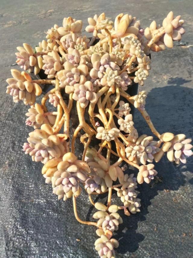 多肉景天科长生草属有哪些植物:这是什么品种的多肉植物？