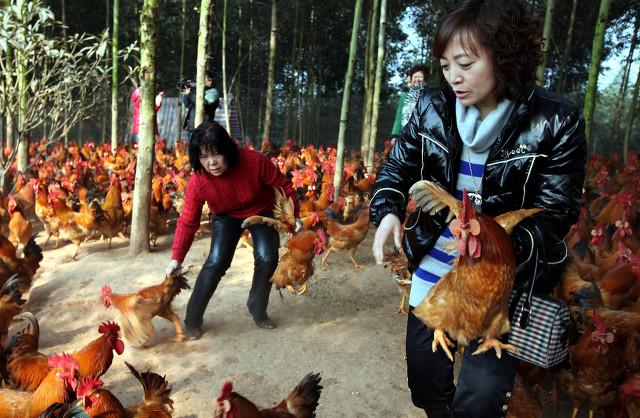 抓住救命稻草的野兽们:抓住救命稻草的野兽们百度云 在农村曾经风靡一时的“林下养鸡”，如今却人去林空，为什么？