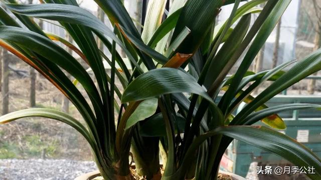 石蒜科的换锦花:冬天君子兰花败后适合换盆吗？