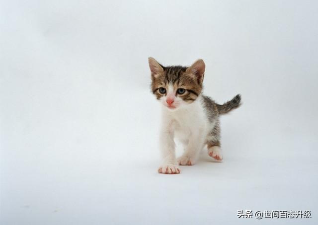 44921猫咪吃西瓜小游戏:小奶猫多久可以断奶？每天追着母猫吃奶？