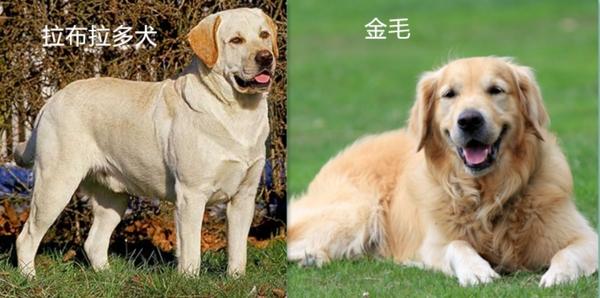 哪种狗好养又聪明,狗狗哪些比较好养还帅气的？
