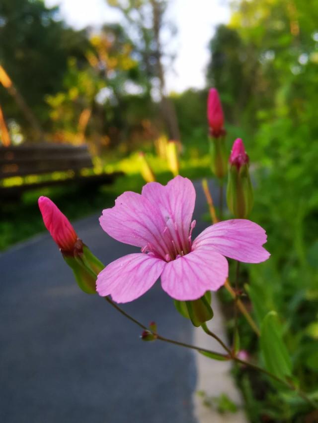 你有留意过每天清晨路边的花朵吗?-百科网