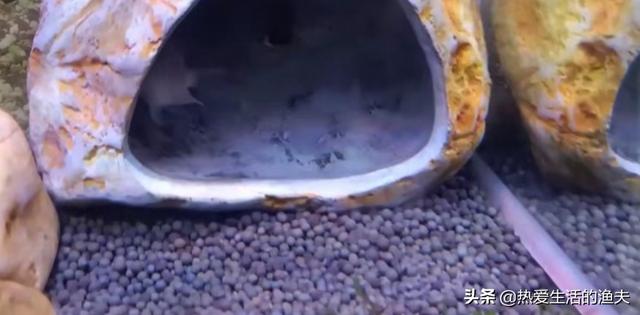 迷你鹦鹉鱼繁殖隔离吗:缸里养了几条迷你鹦鹉其中一对有卵了需要隔离么？ 迷你鹦鹉鱼繁殖隔离盒