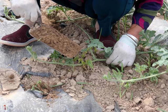 西瓜为什么要压蔓?怎样进行压蔓?-图3