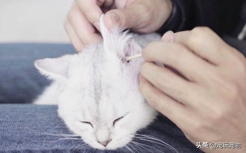 叭咪宝维生素:养猫的朋友看一下，这是猫藓么？