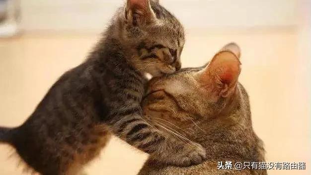 四川简州猫聪明吗:哪些本土猫咪既好看又好养啊？