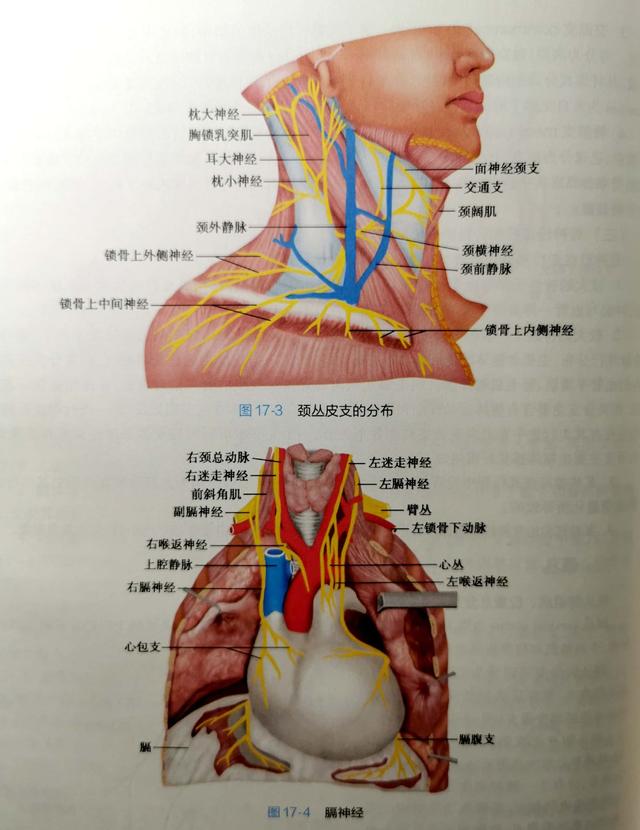 影视剧里常看打人后脖梗子打晕了但不会打死现实中真能这样吗