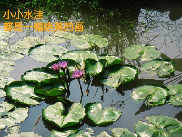 蓝脚鲣鸟一家原图:在旅行的路上，你遇到过哪些让你记忆深刻的人或事？