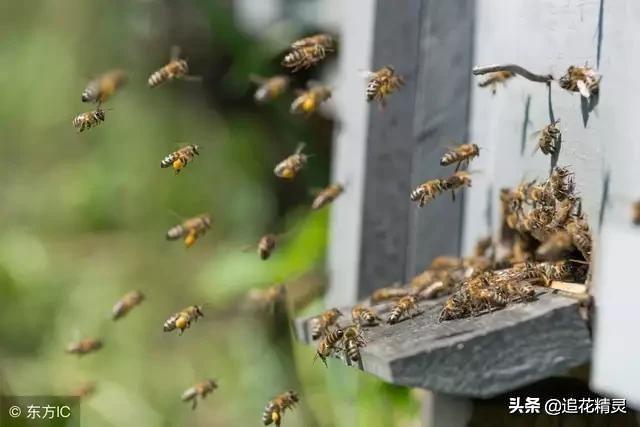 缉毒犬:嗅探蜜蜂可以代替缉毒犬吗？