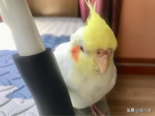 玄凤鹦鹉吧:玄凤鹦鹉用什么笼子比较好？ 玄凤鹦鹉吧唧嘴怎么回事