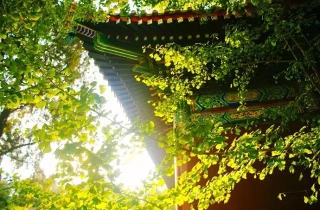 晚安说说语句190110：不真诚的感情比寂寞更可怕