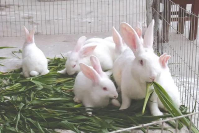 网红安哥拉兔好养吗，怎样喂兔子才能让兔子长得胖胖的为什么