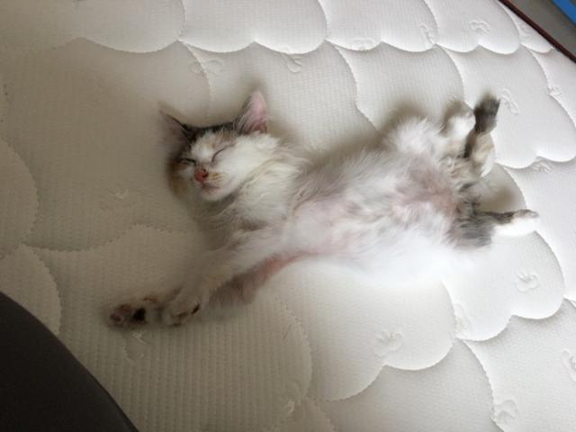 孟加拉国猫是活动量非常大的猫咪:两只猫咪总爱追逐跑酷，家里一团乱怎么办？