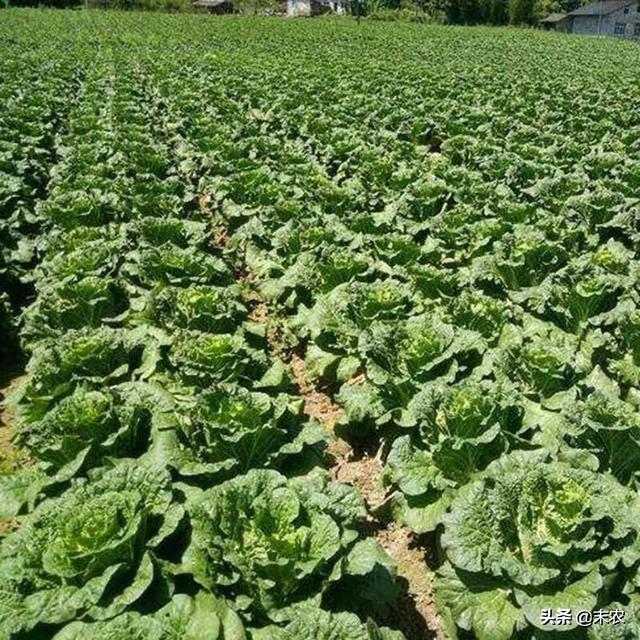 头条问答 种植大白菜 如何防治霜霉病 末农的回答 0赞