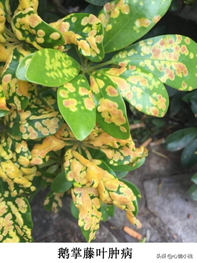 杂交鹅掌楸栽植技术:鹅掌楸种植技巧 怎样才能养好鹅掌藤呢？求大神指点？