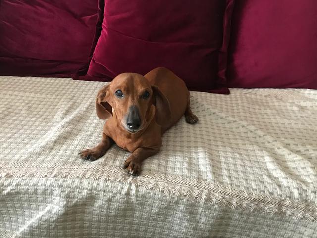 电影 忠犬巴比:动物会理解人类对它的救命之恩吗？