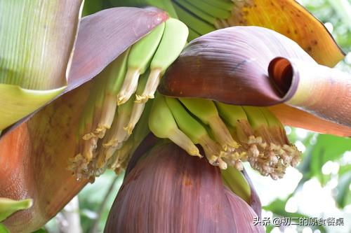 头条问答 香蕉花可以炒菜吃吗 会不会有涩味 初二的原食餐桌的回答 0赞