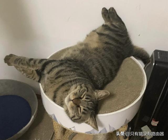 你觉得猫咪做梦都会梦到些什么？