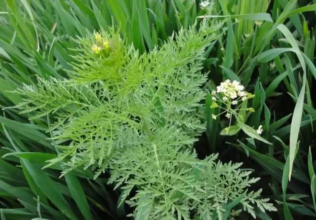 农村的野菜品种多,有药用价值的都有哪些品种？