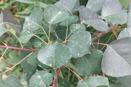 头条问答 - 百解树的功效与作用?(8个回答)