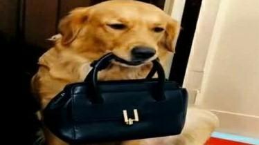 训练狗吃蛇:养宠物蛇平时都是怎么喂食的？ 如何训练狗不吃地上的东西