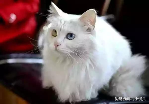 异瞳波斯猫多少钱:成吉思汗电视剧里花剌子模太后的那只异瞳波斯猫？