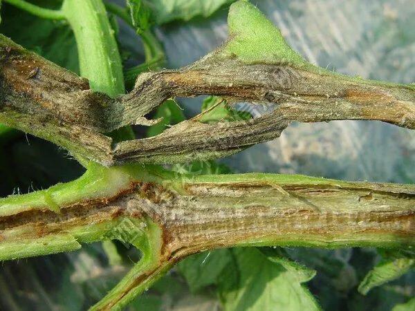 枯萎病是番茄种植中的常发病害,也被叫作萎蔫病,是一种防治困难的土传