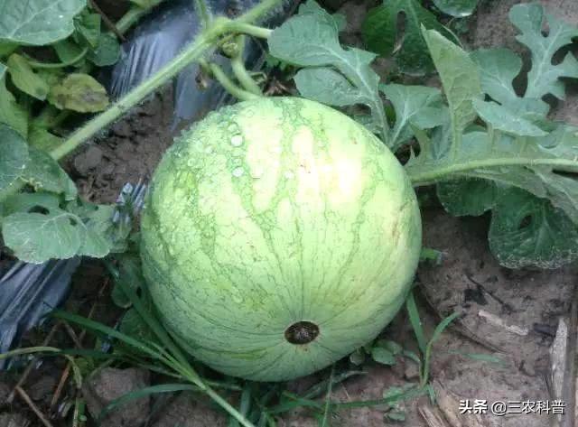 西瓜蚜虫怎么防治:西瓜我错用氯化钾有什么办法补救吗？