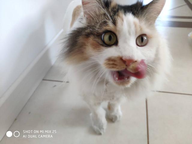 素力高海藻粉对猫咪的作用:猫咪有什么表现证明它的生活过得很滋润？