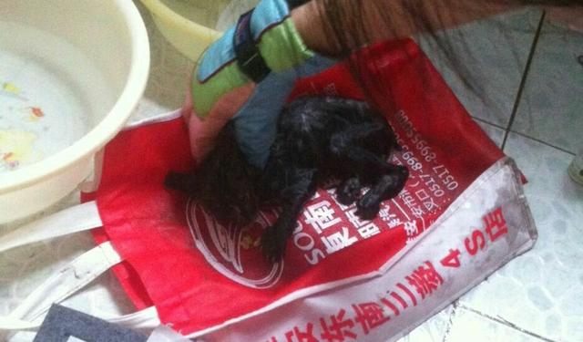 天津收养流浪猫:收养一只流浪猫需要做什么？需要驱虫打针吗？