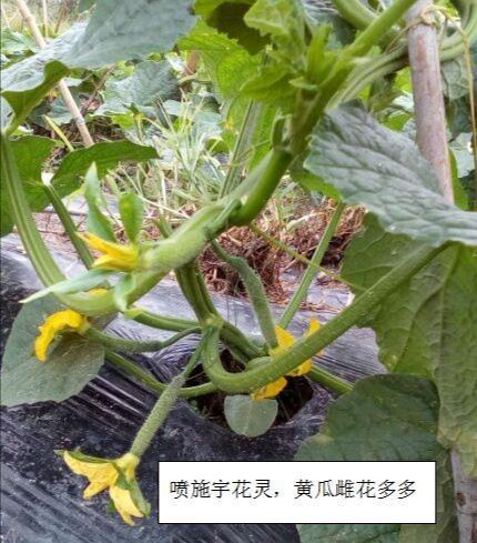 黃瓜怎樣育苗雌花多雄花少?-圖5