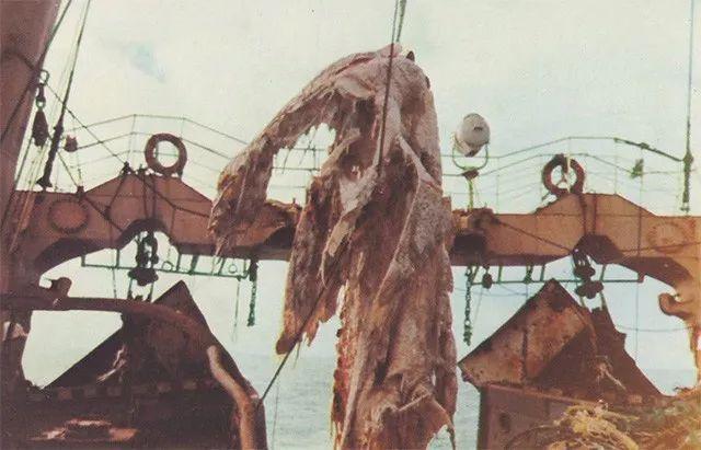 南非海怪:能排除日本蛇颈龙事件中的骨架是鲸的可能吗？