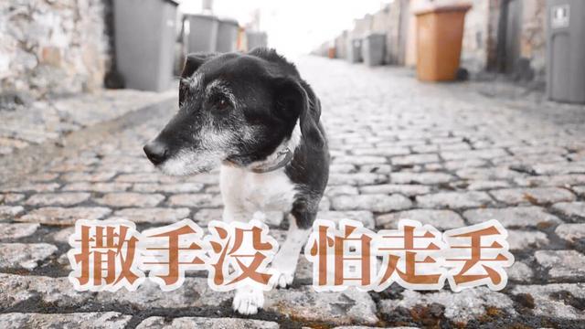 米格鲁犬遛弯能放狗绳吗:如果你在小区里发现有人遛狗不栓绳，应该怎么办？向哪里投诉？