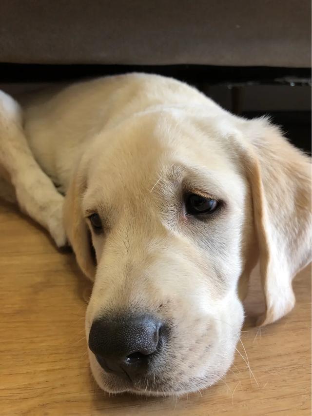 拉布拉多幼犬怎么养:拉布拉多幼犬生下来几天适合领养？