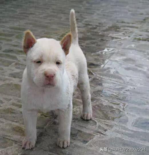 导盲犬珍妮在哭泣:有没有能让人哭的稀里哗啦的电影（死去活来那种）推荐？ 导盲犬珍妮在银行哭泣