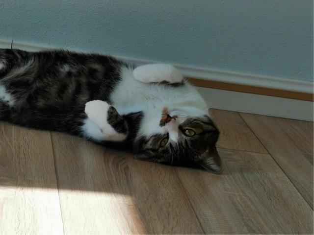 你什么时候被猫的智商震惊了？插图28