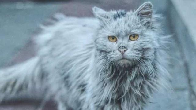 关于流浪狗和流浪猫感悟:有些流浪狗的生活是否曾经使您的心情感到异常难受和沉重？ 关于流浪狗和流浪猫感悟