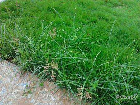 狗茎蝴蝶结滑入:地里长出锁锁依怎么出里完？