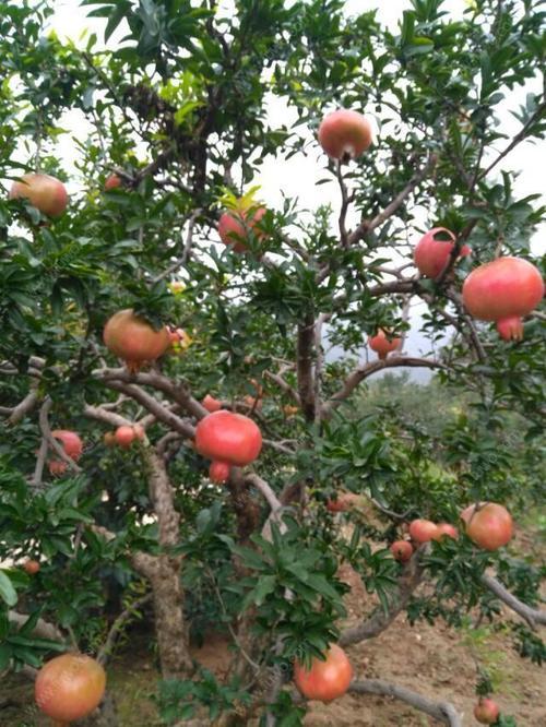 种什么果树最镇宅,植树节前后，农村院子里栽什么树比较好？