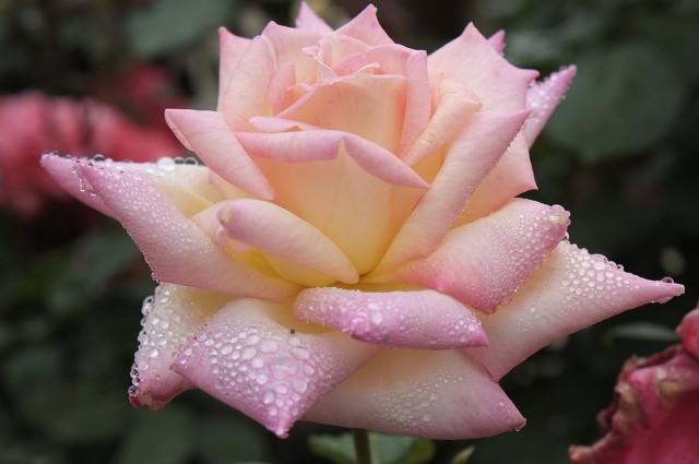 月季花品种介绍:月季花的品种都有哪些 盆栽月季花用什么品种好？